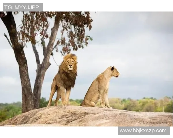 布琳狮子与东方狮子之争谁才是真正的狮子王者 布琳狮子与东方狮子之争谁才是真正的狮子王者